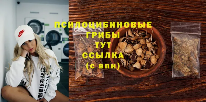 Псилоцибиновые грибы Magic Shrooms  купить   Камбарка 